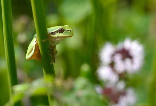 grüner Laubfrosch 