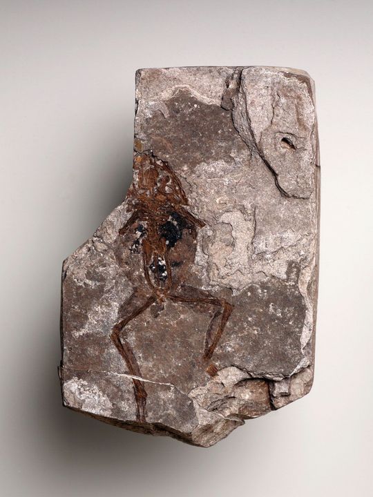 Fossiler Frosch, Palaeobatrachus diluvianus, Fragment, ca. 31 Mio. ahre (Unteroligozän), Seifhennersdorf, Polierschiefer Fossiler Frosch, Palaeobatrachus diluvianus, Fragment, ca. 31 Mio. ahre (Unteroligozän), Seifhennersdorf, Polierschiefer