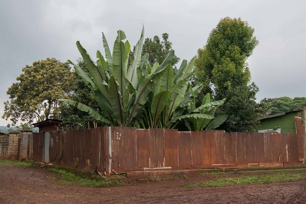 Exotische Bäume mit großen Blättern stehen in einem Garten der von einem braunen Zaun umrandet wird