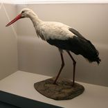 Storch Storch